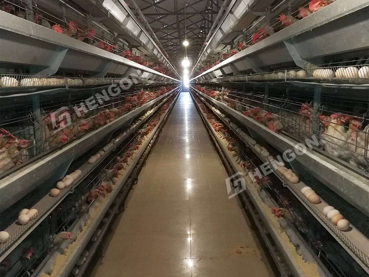 Cages pour poules pondeuses et poulets de chair