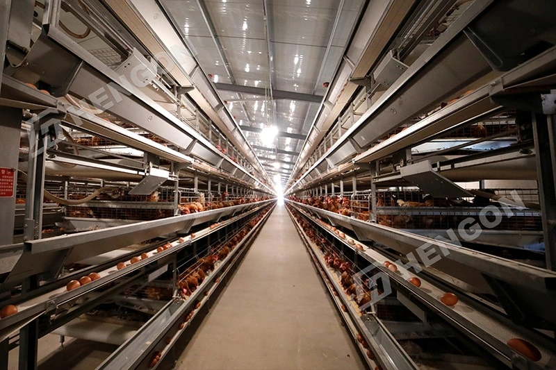 Équipement avicole pour les grands projets d'élevage de poules pondeuses Équipement avicole pour les grands projets d'élevage de poules pondeuses