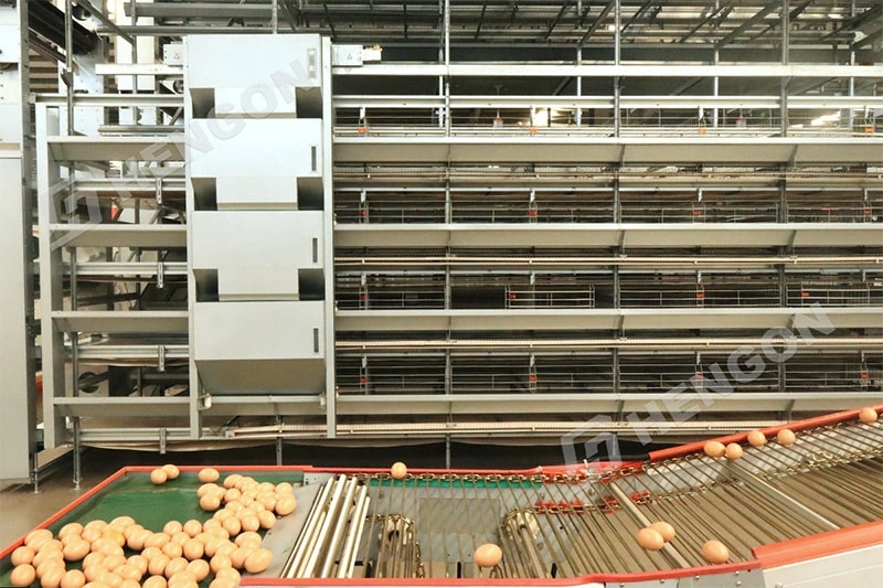 Équipement avicole pour les projets d'élevage de poules pondeuses à grande échelle Équipement avicole pour les projets d'élevage de poules pondeuses à grande échelle