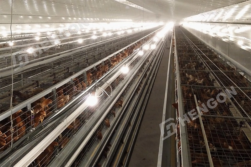 Équipement avicole pour les grands projets d'élevage de poules pondeuses Équipement avicole pour les grands projets d'élevage de poules pondeuses
