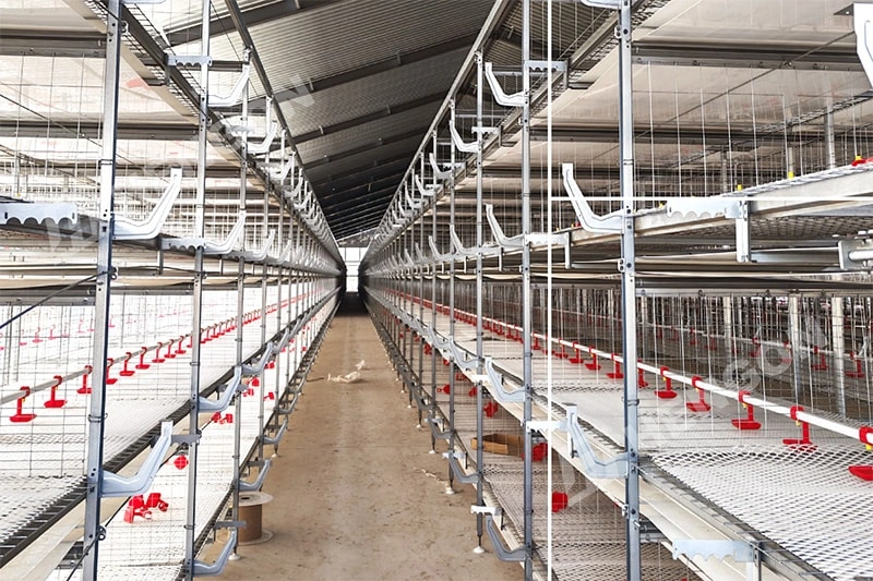 Équipement d'élevage de poulets de chair pour poulaillers modernes Équipement d'élevage de poulets de chair pour poulaillers modernes