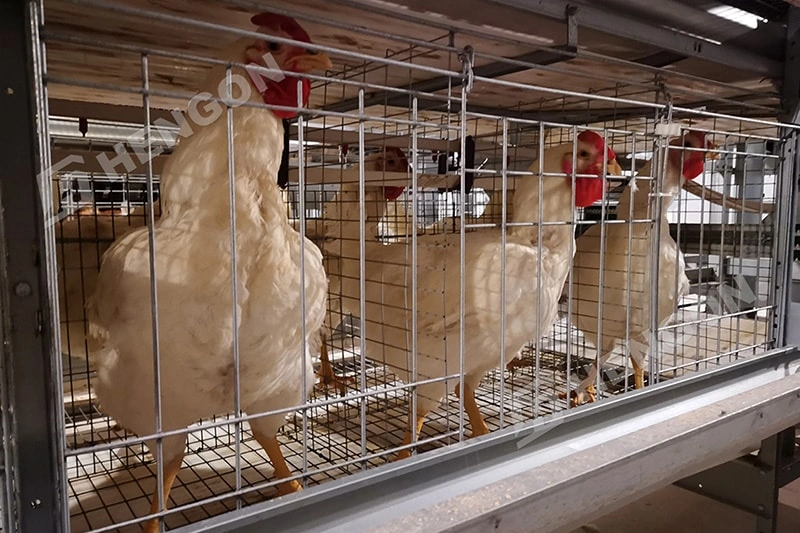 Équipement intelligent pour l'élevage de poulets de chair pour une meilleure croissance