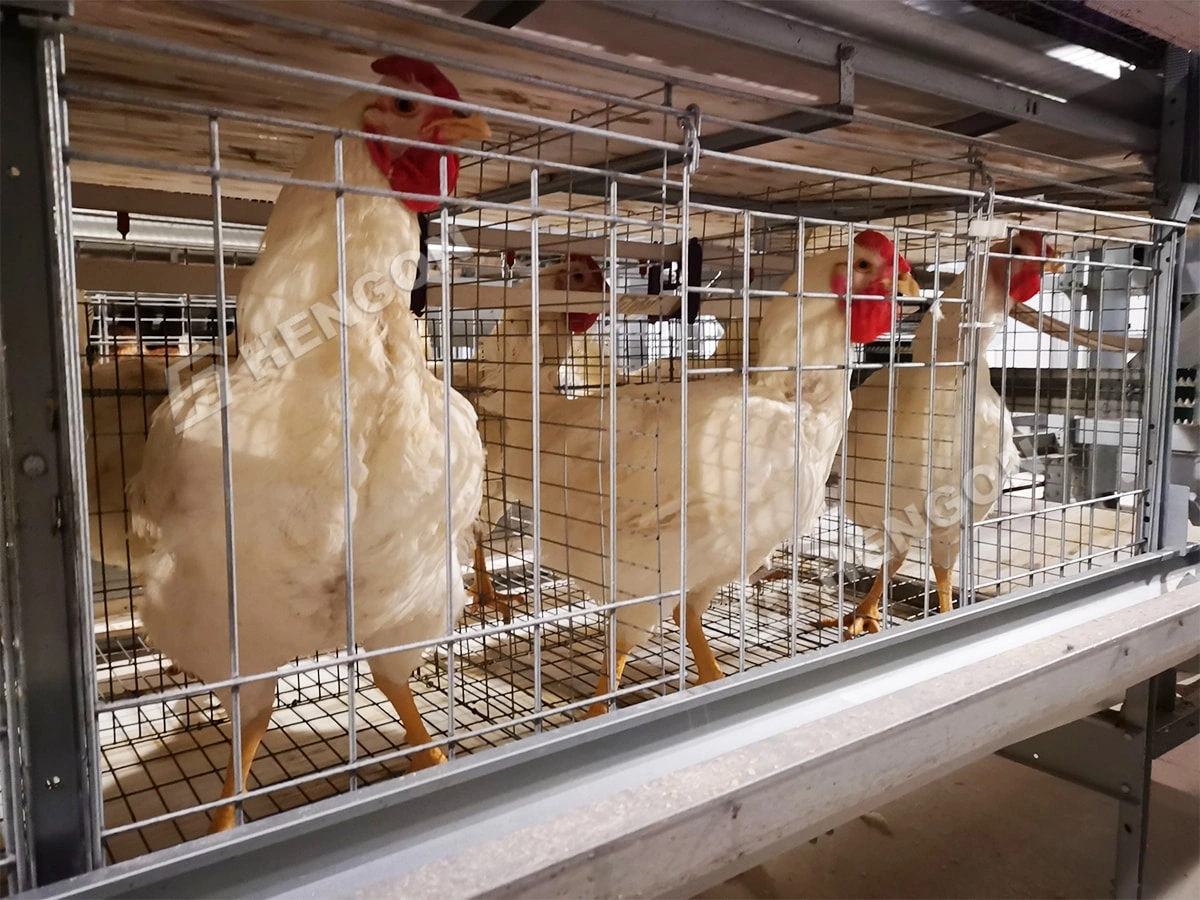 Cages pour poulets de chair