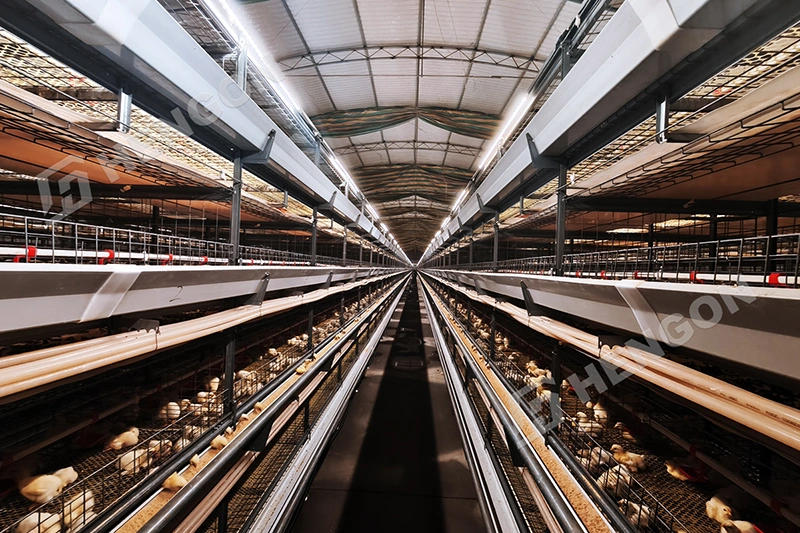 Moderniser un élevage de poulets aux Philippines avec des cages pour poulets de chair 1.webp